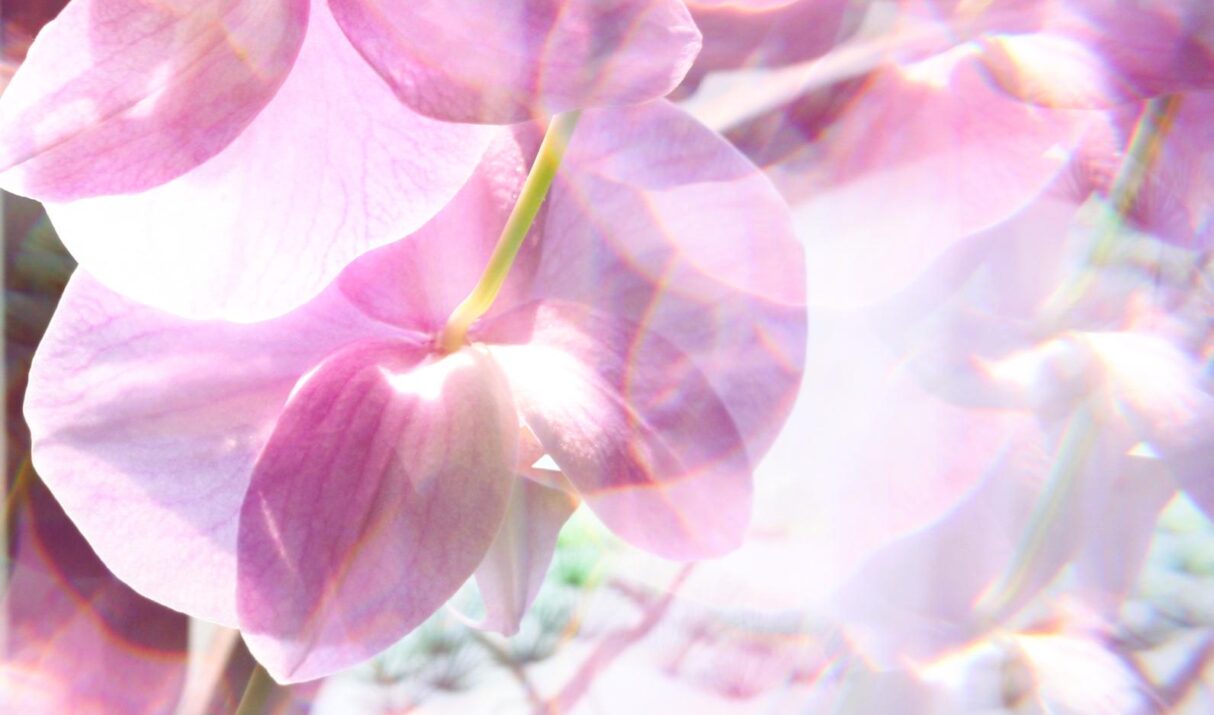 Orchids